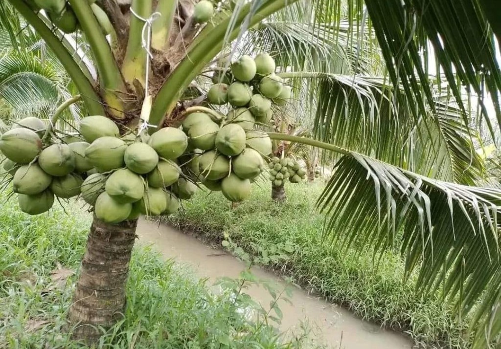 Không chỉ tạo ưu thế xuất khẩu, trái dừa đang đem lại lợi ích kép nhờ giá tăng cao