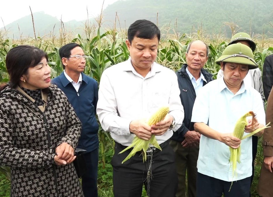 Hà Tĩnh: Trồng ngô ngọt, hướng đi mới nâng cao hiệu quả kinh tế cho nông dân