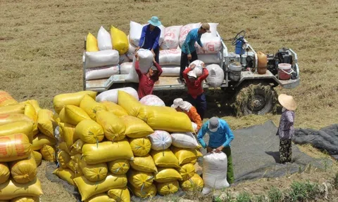 Thị trường xuất khẩu gạo dự báo nhiều biến động khi nguồn cung giảm