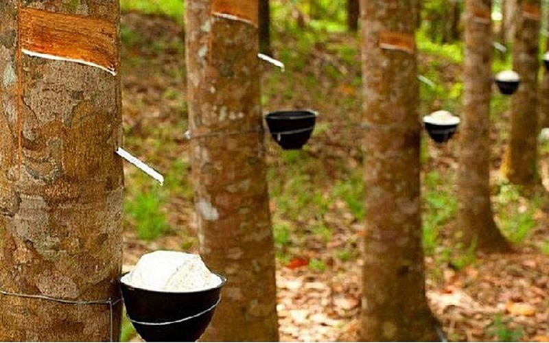 Giá cao su hôm nay 5/2/2026: Thị trường phục hồi nhẹ, trong nước giữ ổn định