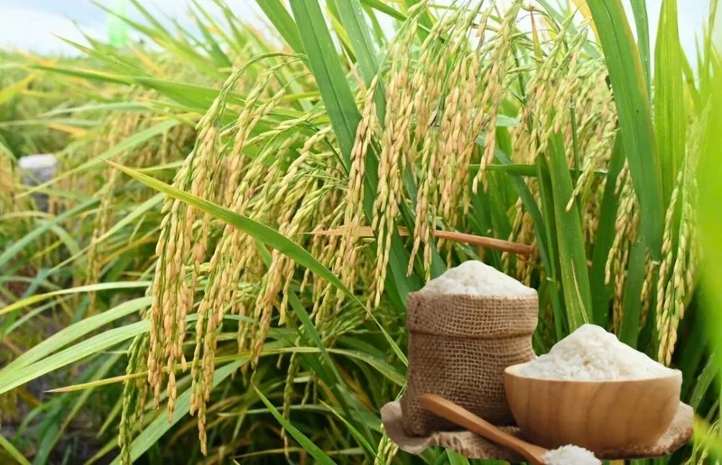 Giá lúa gạo hôm nay 9/3/2026: Thị trường đi ngang không có biến động lớn