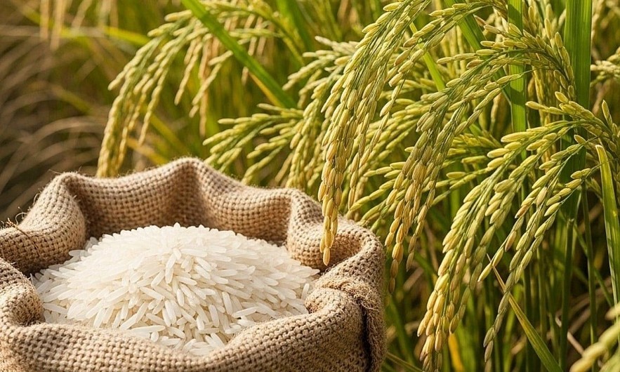 Giá lúa gạo hôm nay 11/3/2026: Thị trường ổn Định, gạo xuất khẩu tăng nhẹ