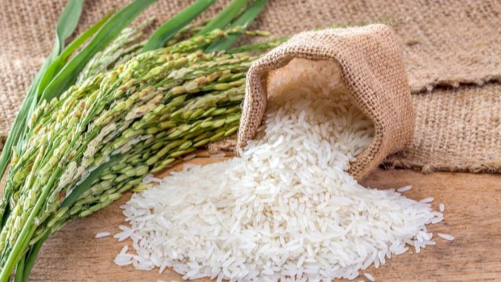 Giá lúa gạo hôm nay 15/4/2026: Giá lúa gạo ít biến động