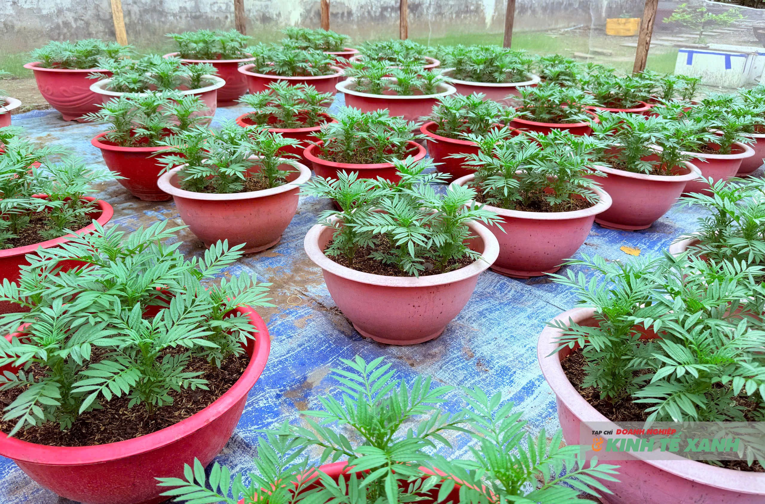 Người dân Cần Thơ tất bật trồng hoa Tết, kỳ vọng vụ mùa khởi sắc