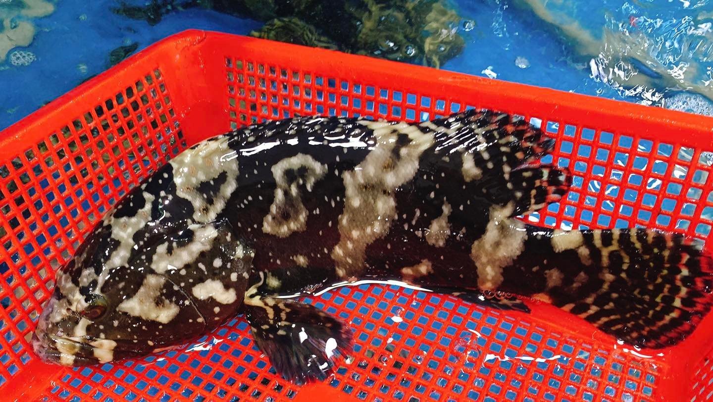 Hiệu quả từ mô hình nuôi cá mú trân châu trong ao đất