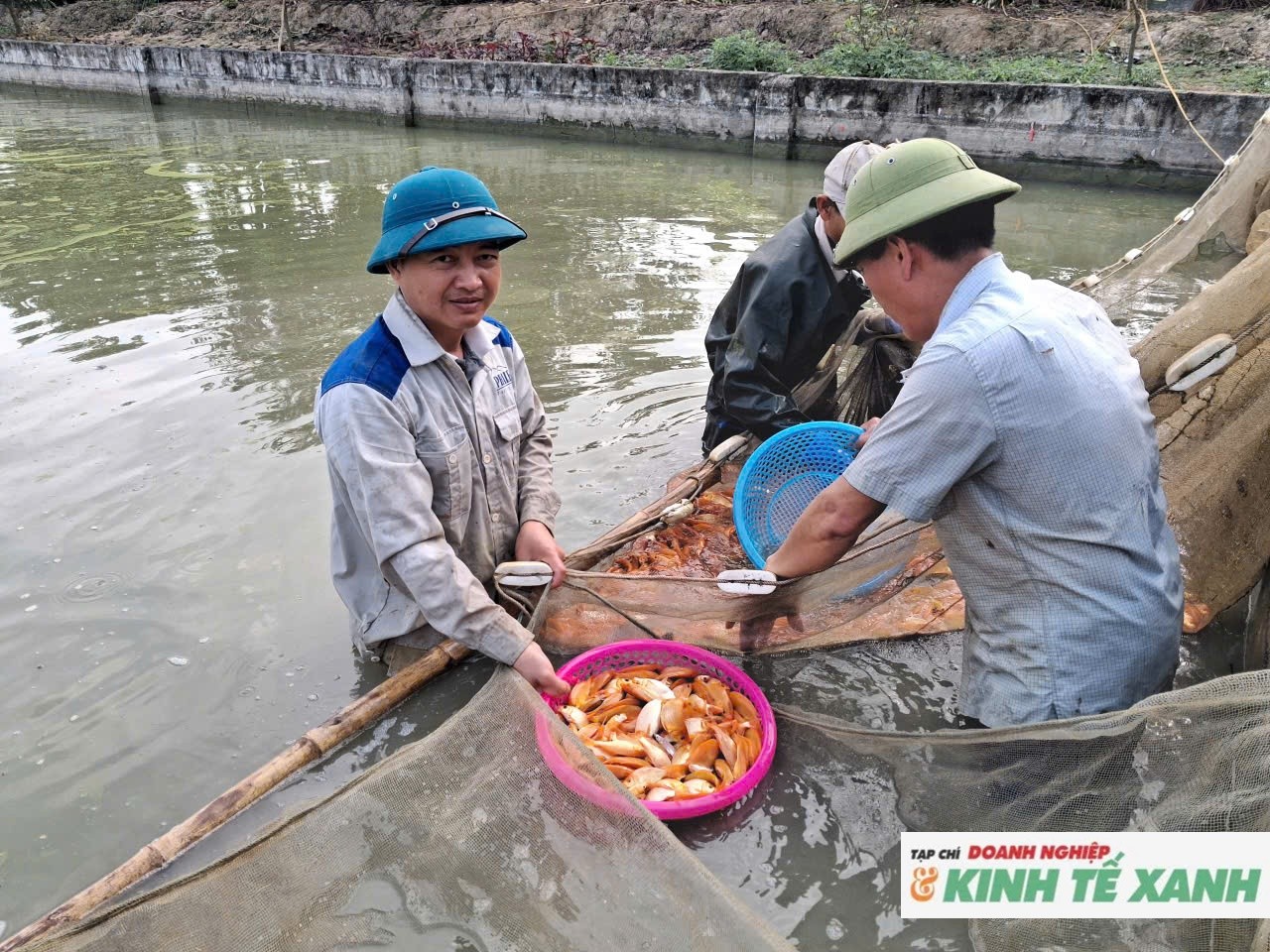 Lãi lớn nhờ nuôi cá chép đỏ phục vụ thị trường dịp Tết