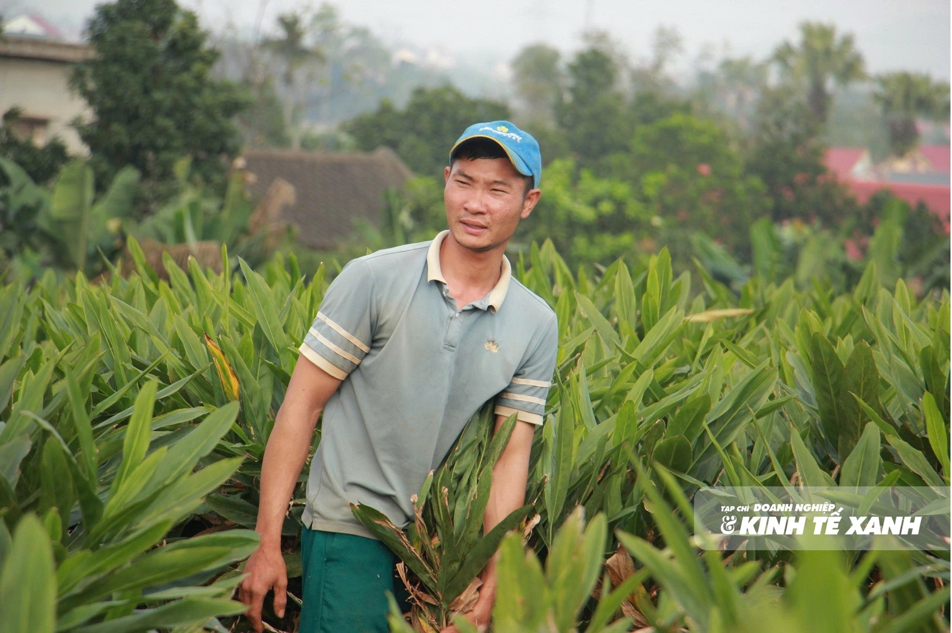 cay-rieng-1-1793024195.jpg