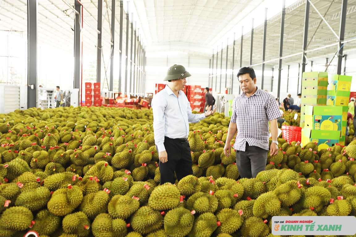 sau-rieng-da-duoc-gan-ma-vung-trong-chuan-bi-xuat-khau-2-1768707697.jpg
