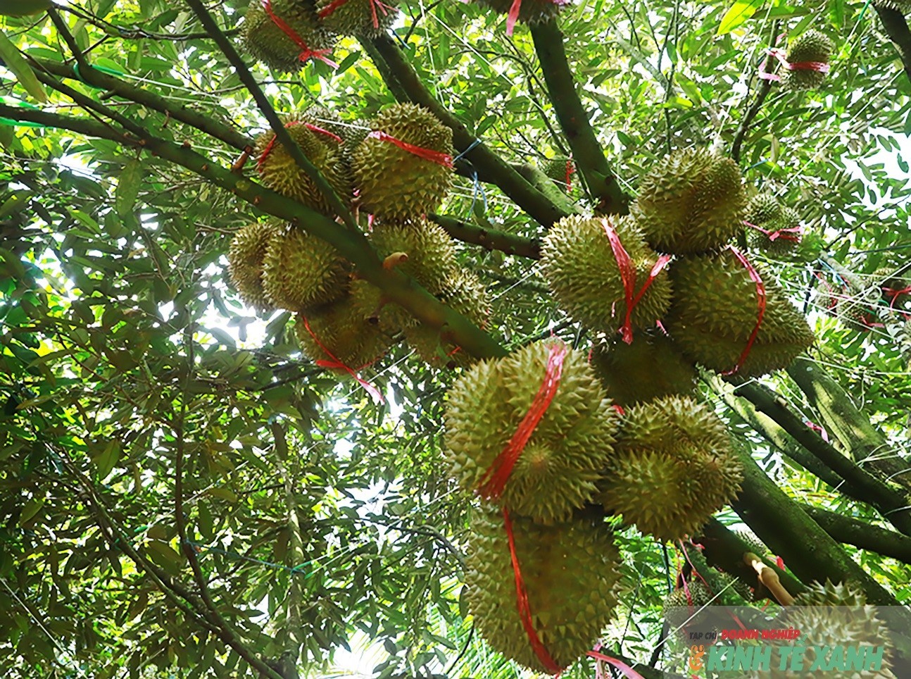 sau-rieng-02a-1783939298.jpg