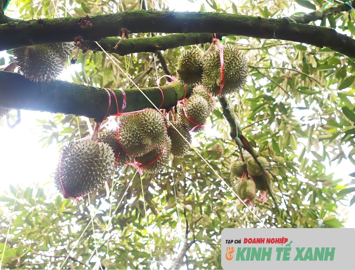 sau-rieng-11-1787651851.jpg