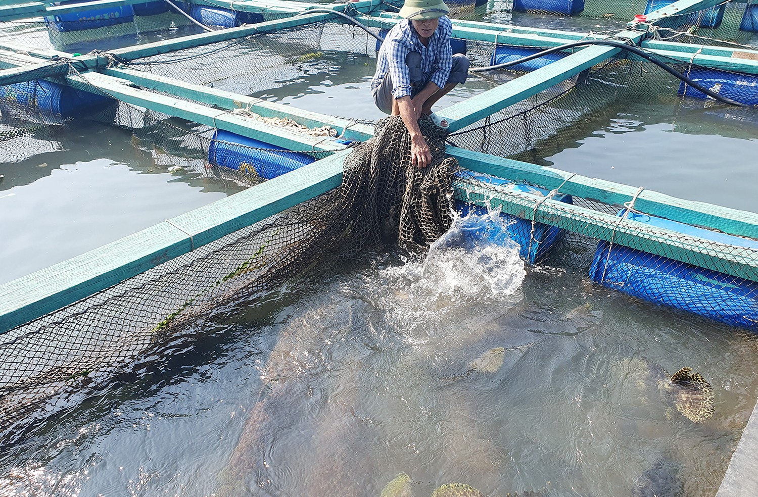 Ấm no nhờ nuôi cá lồng bè trên vịnh Cát Bà
