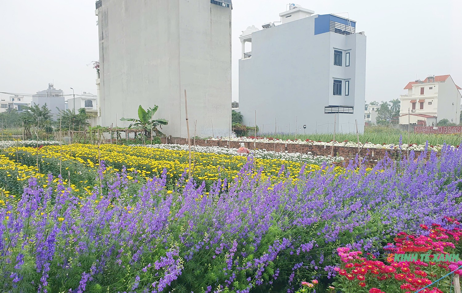 Sắc xuân tại làng hoa nổi tiếng của Hải Phòng