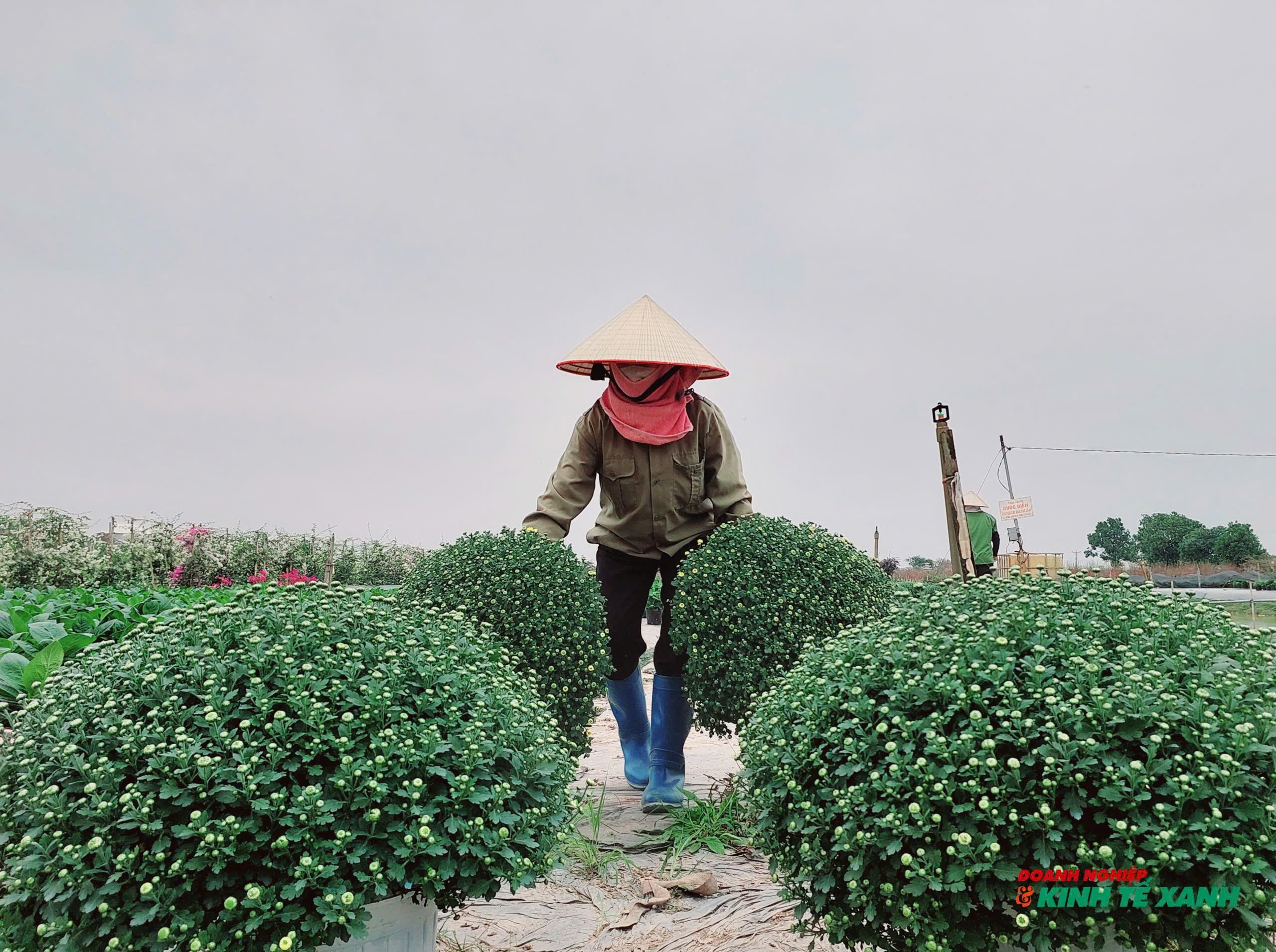 Sắc xuân trên vùng trồng cúc mâm xôi ở Hải Phòng