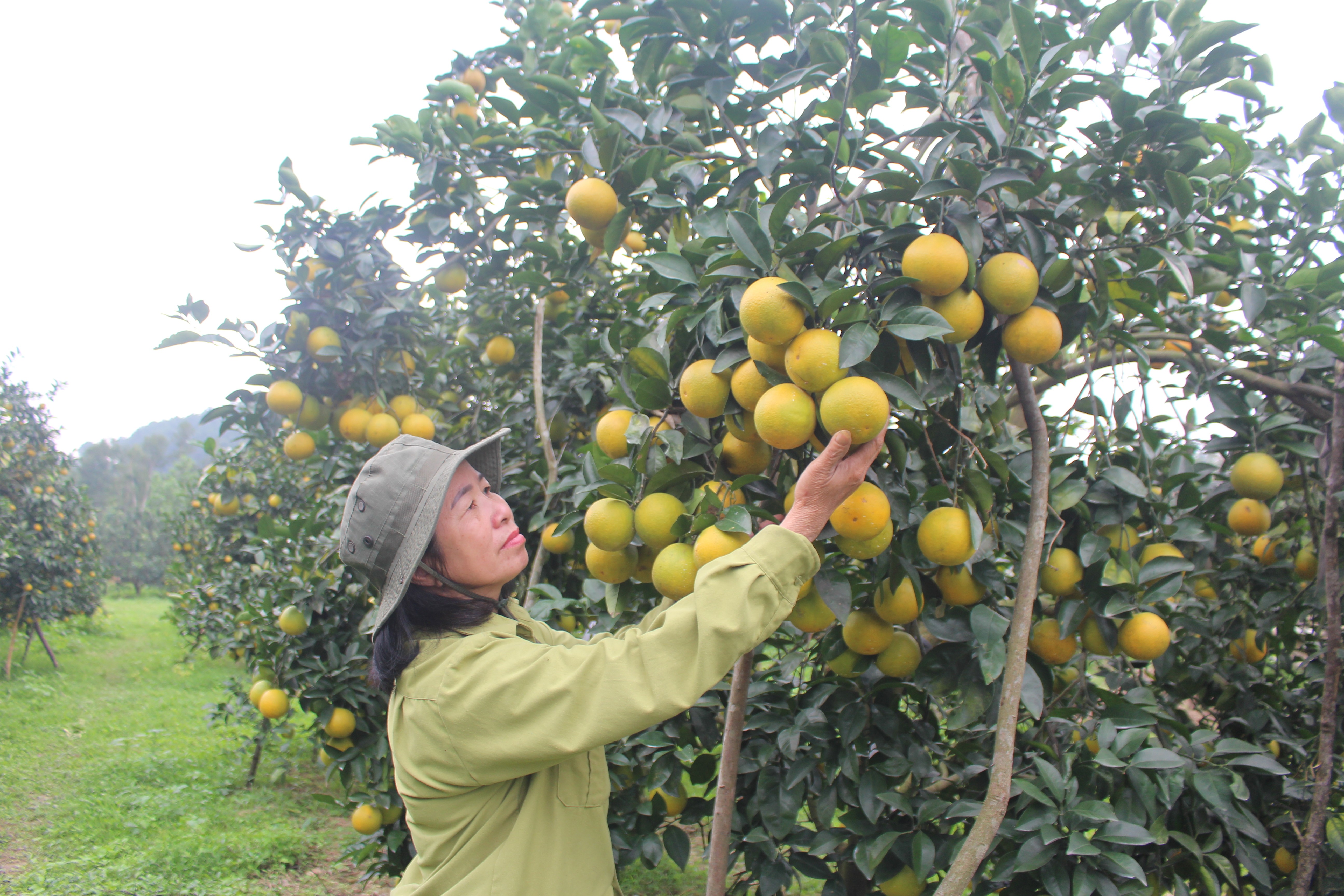 Cam giòn Thượng Lộc và câu chuyện phát triển thương hiệu