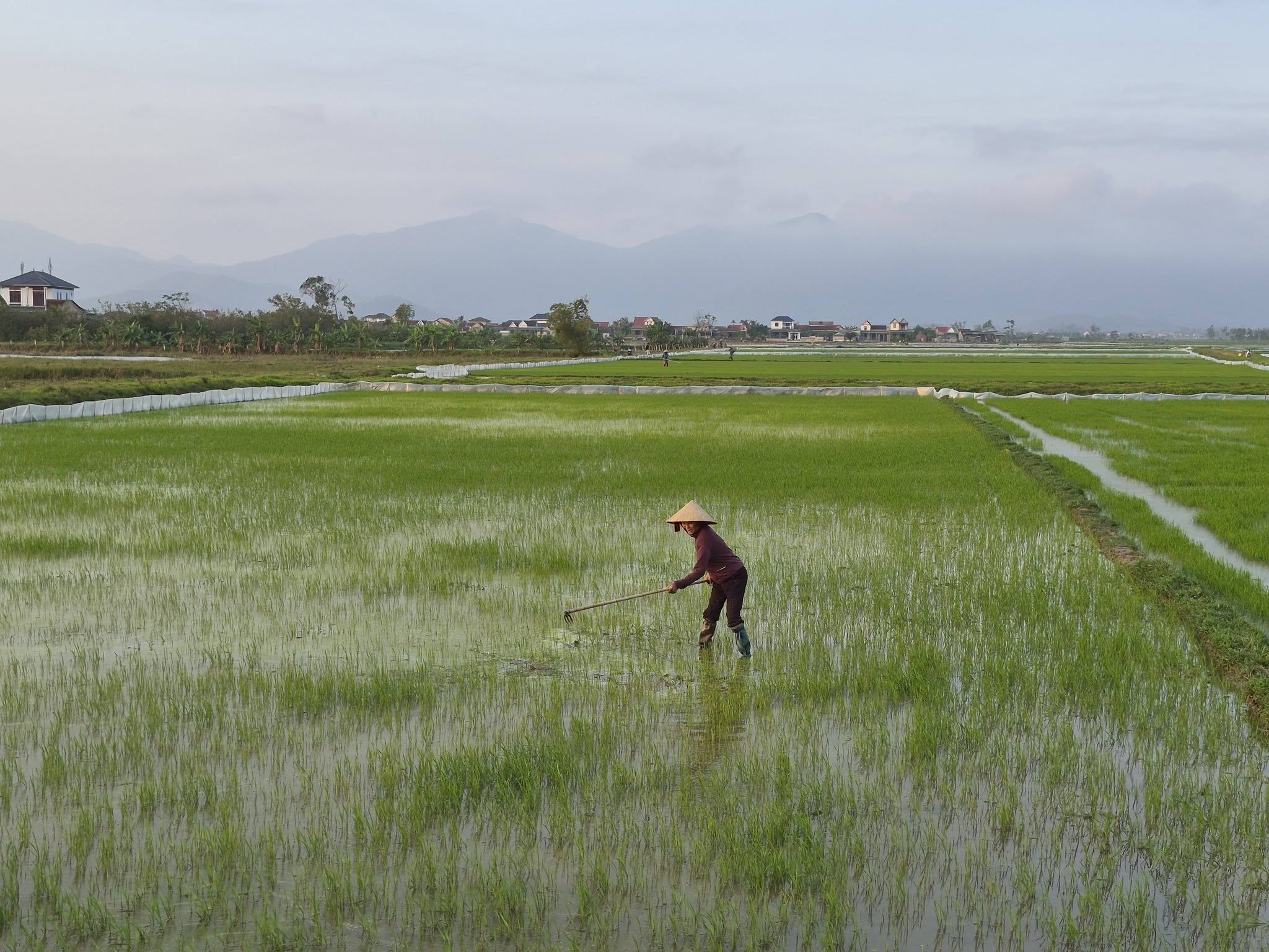 Nông dân Hà Tĩnh ra đồng chăm sóc, tỉa dặm lúa vụ xuân 2026