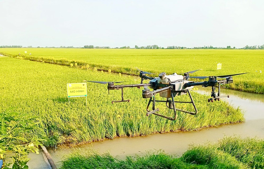 Mô hình tưới ngập – khô xen kẽ (AWD) giúp ruộng lúa thông thoáng, rễ phát triển khỏe, giảm phát thải khí mê-tan so với phương thức tưới ngập truyền thống.