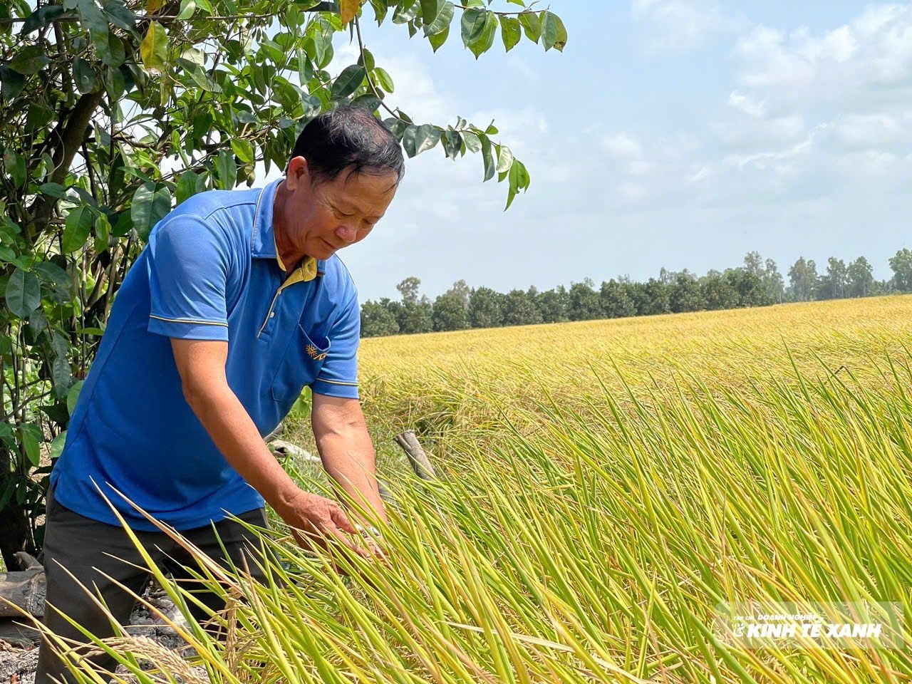 Nông dân hưởng lợi từ mô hình lúa ứng dụng chế phẩm sinh học Bio Lacto EM