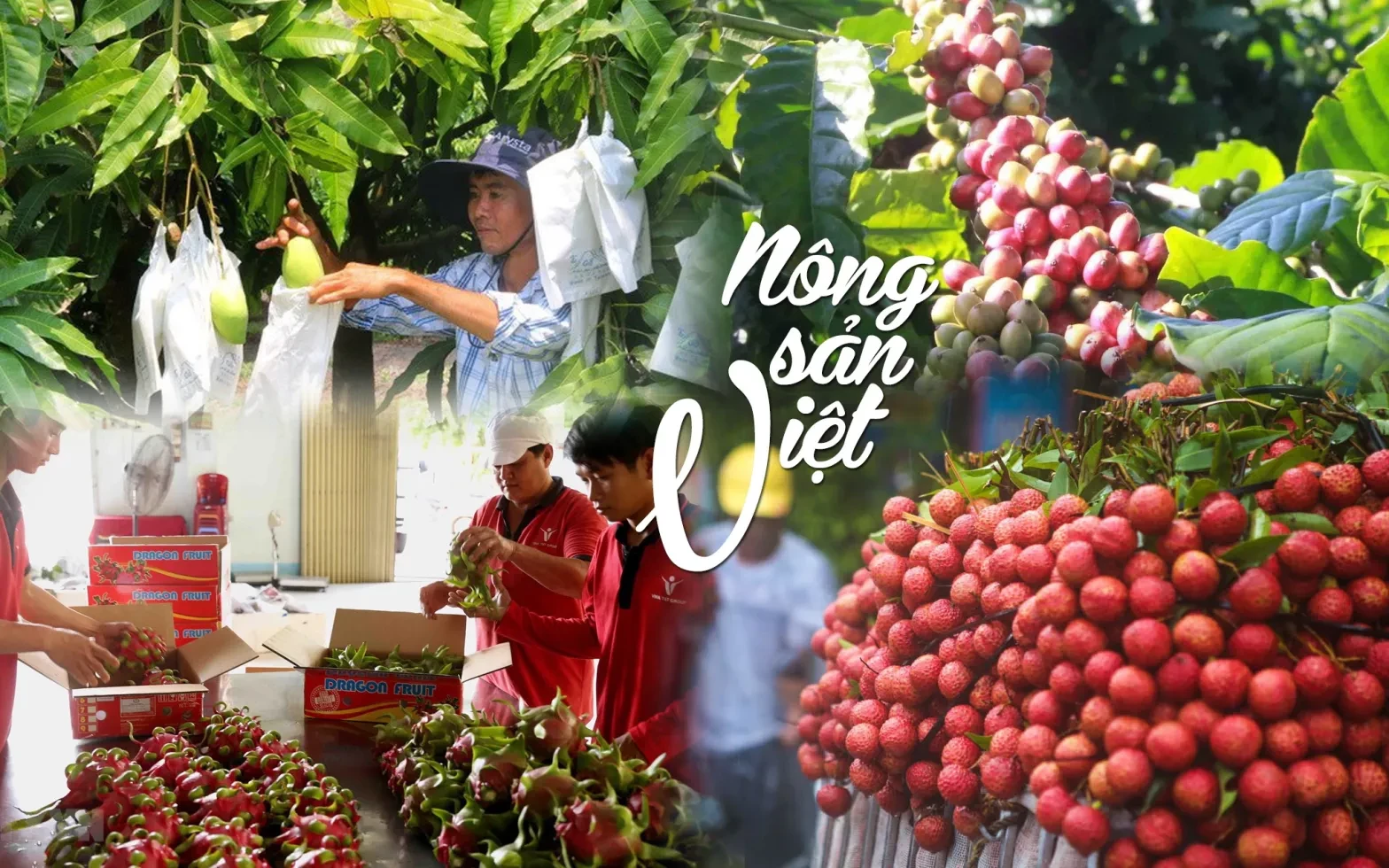 nong-san-1784518954.webp