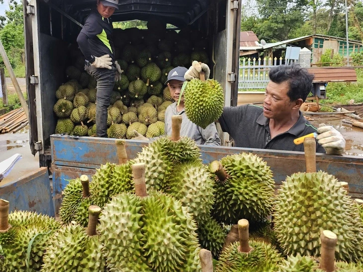 sau-rieng-1784614448.webp