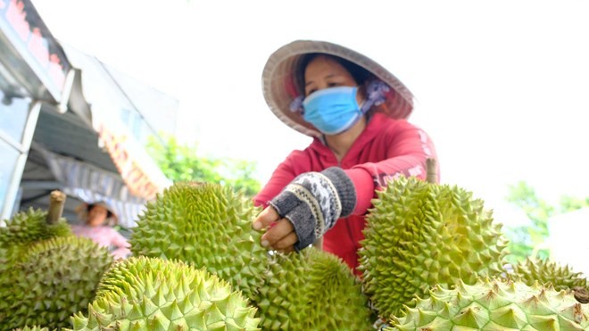 xuat-khau-sau-rieng-don-tin-hieu-tich-cuc-tu-thi-truong-an-do-1785570639.jpeg