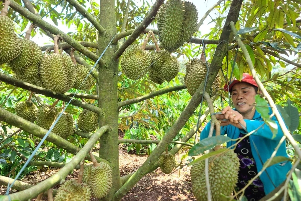 sau-rieng-dak-lak-1787199220.webp