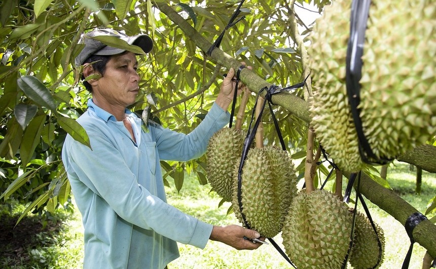 sau-rieng-1788453050.webp