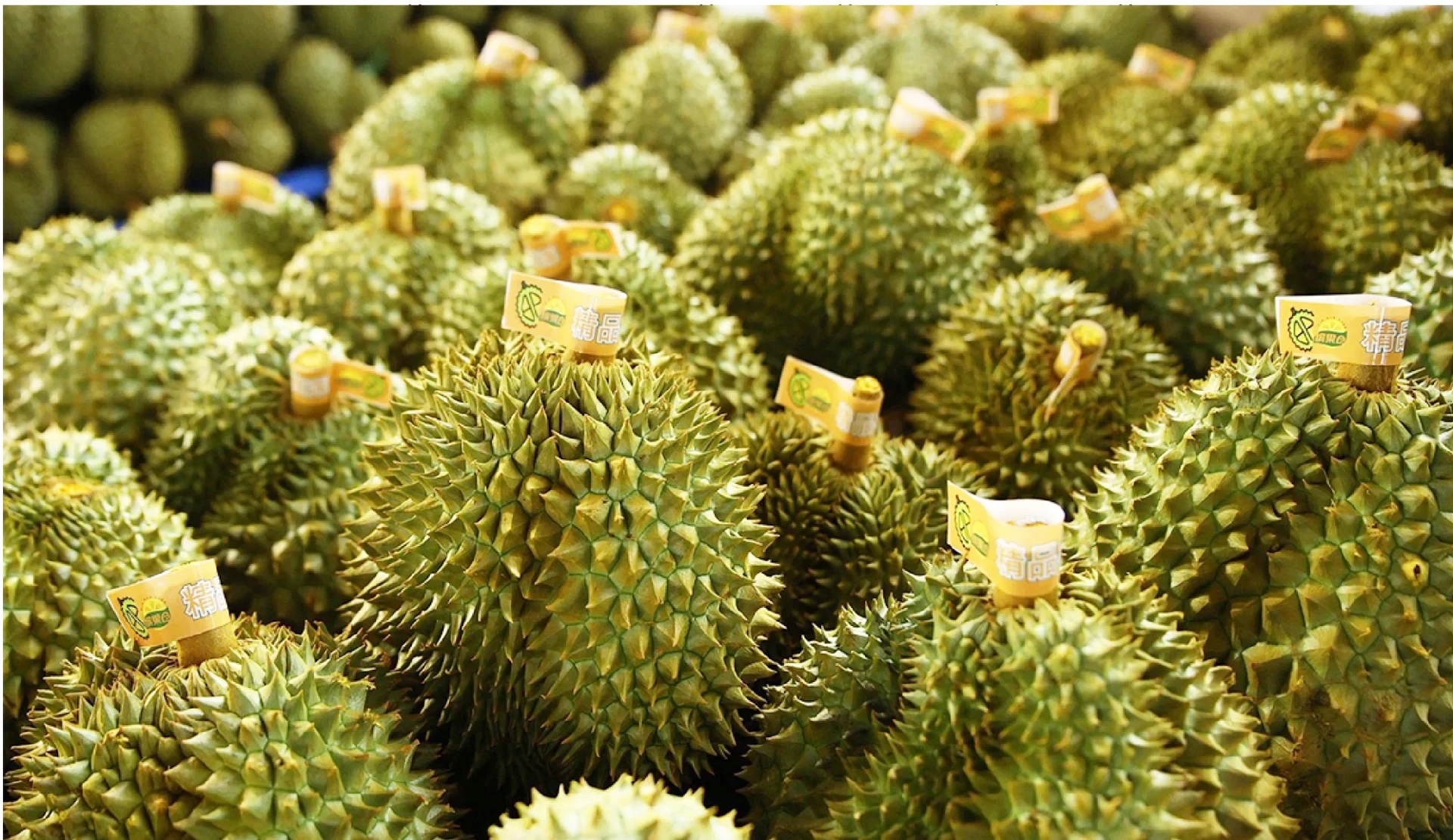 sau-rieng-philippines-1790353007.webp