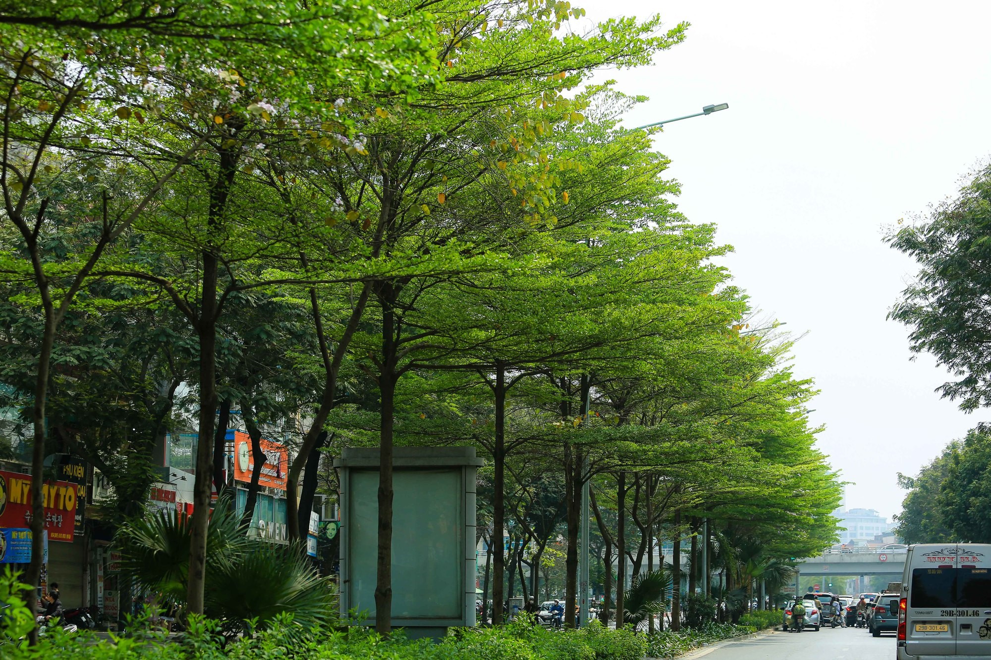 cay-xanh-1793163708.jpg