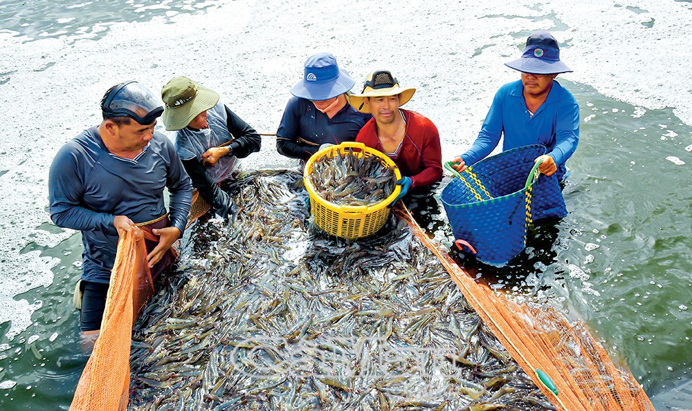 Cà Mau có hơn 420.000 ha nuôi tôm tính đến thời điểm tháng 5/2026. (Ảnh minh hoạ)