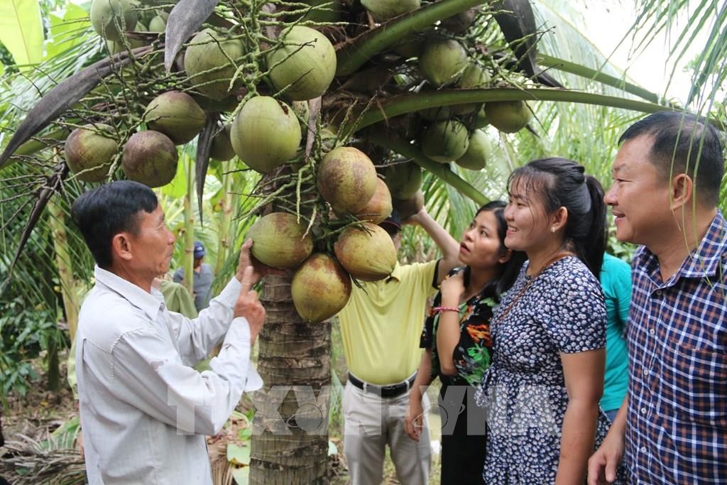 Trà Vinh nhân rộng mô hình trồng dừa hữu cơ