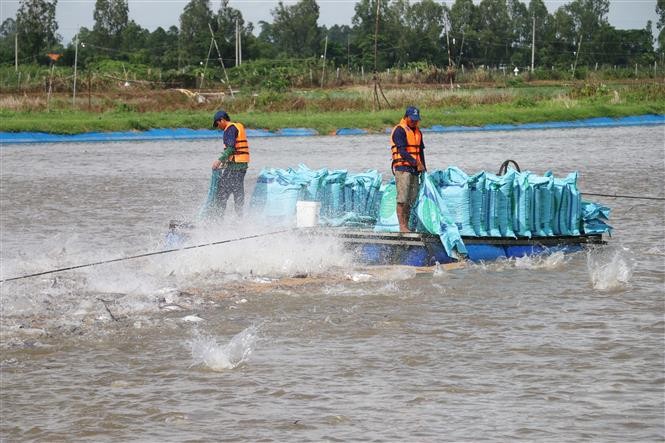 vna-potal-an-giang-tap-trung-phuc-hoi-nganh-hang-ca-tra-phuc-vu-xuat-khau-5770543-1638450741.jpg