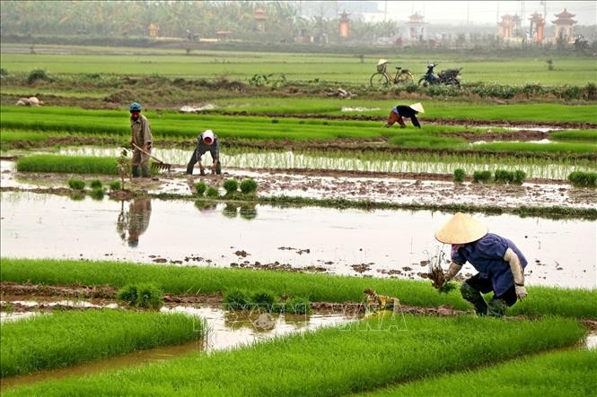 Nâng cao chất lượng, thúc đẩy tiêu thụ sản phẩm cây vụ Đông