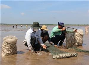 Bạc Liêu: Nuôi nghêu thành công trên bãi bồi