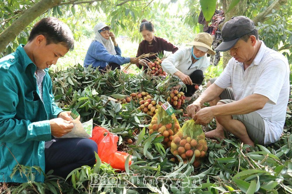 Hợp tác xã kiểu mới bắt nhịp thị trường số gia tăng xuất khẩu