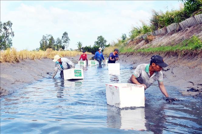 Cà Mau: Người nuôi tôm càng xanh rộn ràng mùa thu hoạch