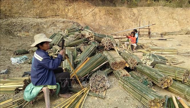 Thanh Hoá: Người trồng luồng, vầu tại Thanh Hoá khó khăn khi giá xuống thấp