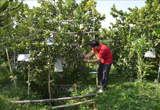 vna-potal-dong-thap-buoi-tao-hinh-khac-chu-gia-cao-van-hut-hang-stand-1641807477.jpeg