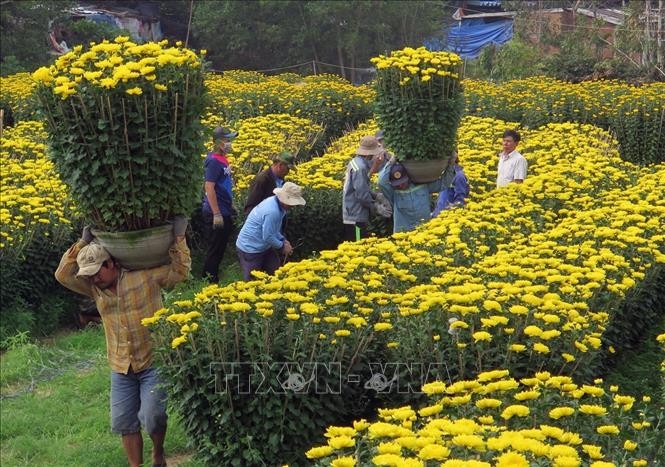 vna-potal-phu-yen-nhon-nhip-o-cac-lang-hoa-phuc-vu-tet-111343218-stand-1641862225.jpeg