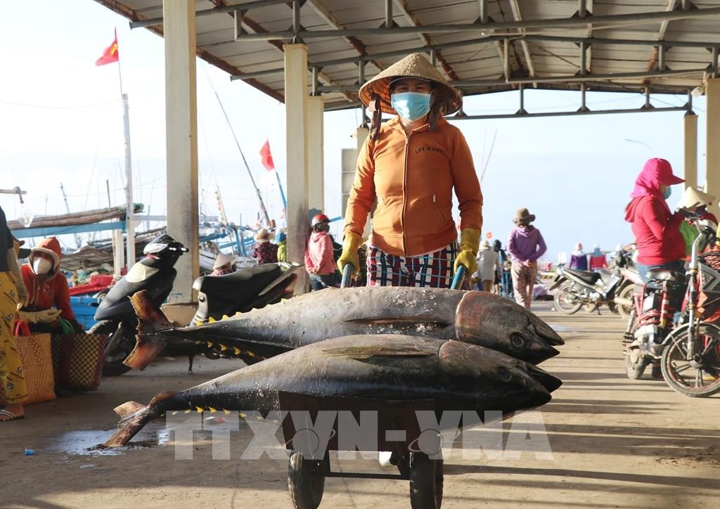 122754-ngu-dan-phu-yen-trung-dam-ca-ngu-dai-duong-chuyen-bien-cuoi-nam-1642490588.jpeg