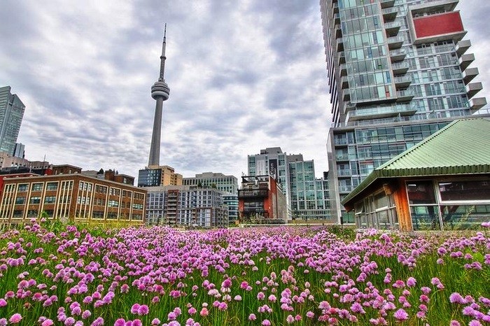 4-gardens-can-be-created-even-on-rooftops-130310733-1644413590.jpg