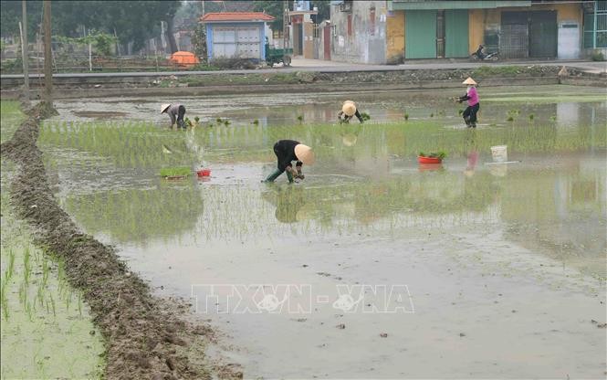 98,5% diện tích đã có nước cho gieo cấy vụ Đông Xuân