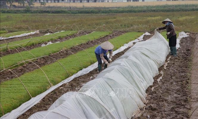 vna-potal-vinh-phuc-chiu-anh-huong-cua-dot-ret-dam-ret-hai-stand-1645788527.jpeg