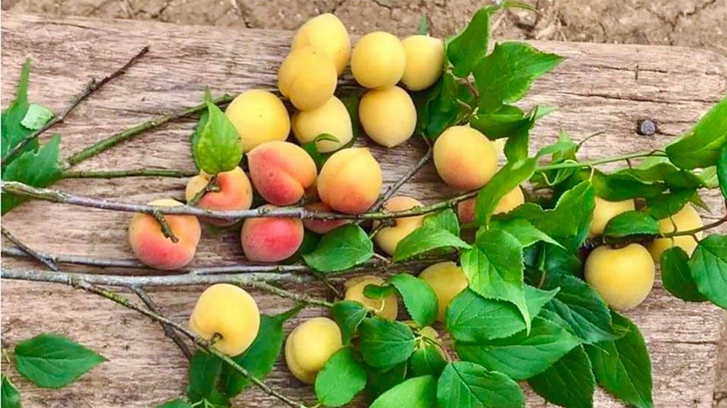 SẮC TRẮNG TINH KHÔI CỦA HOA MƠ NHUỘM ĐẸP NÚI RỪNG