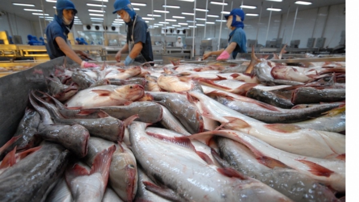Canada trở thành nhà nhập khẩu cá tra lớn thứ 2 của Việt Nam trong ...