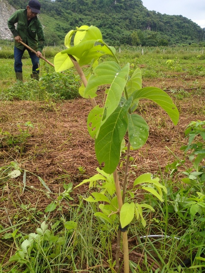 Quỳ Hợp (Nghệ An) áp dụng công nghệ tưới nhỏ giọt trong trồng Na Thái
