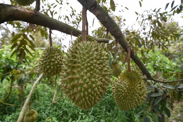farmers-businesses-trained-for-forming-durian-growing-areas-packaging-facilities-for-exports-to-china-1659766884.jpg