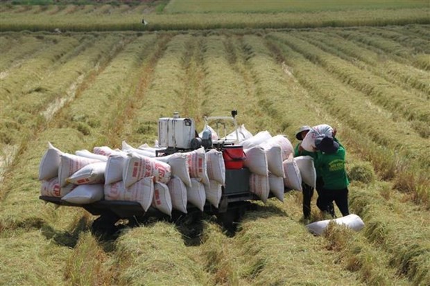 Hình ảnh: EU công bố thuế nhập khẩu và hạn ngạch dành cho gạo Việt Nam số 1
