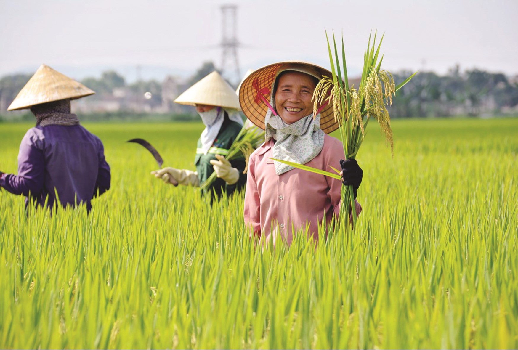 Hình ảnh: Cần Thơ: Nhân rộng mô hình nông nghiệp chất lượng cao, thúc đẩy phát triển bền vững số 1