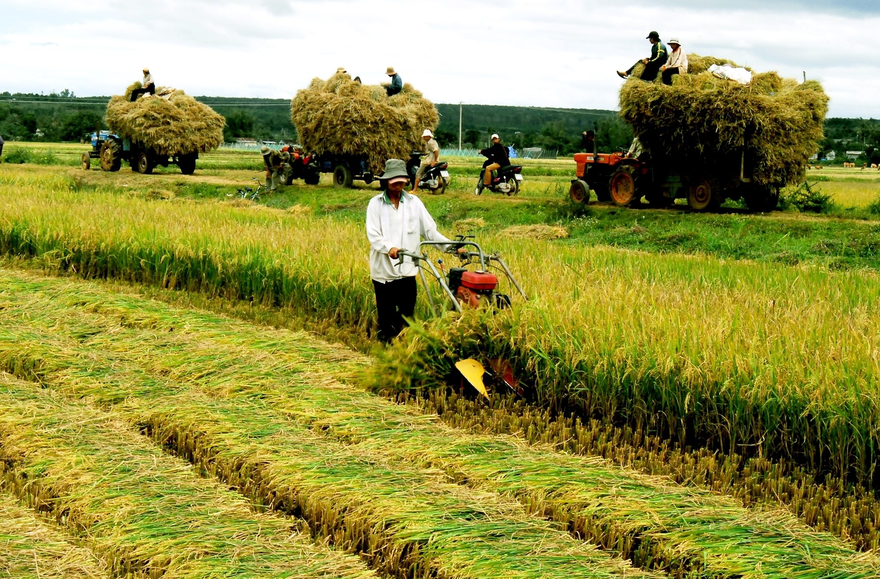 Hình ảnh: Cần Thơ: Nhân rộng mô hình nông nghiệp chất lượng cao, thúc đẩy phát triển bền vững số 3
