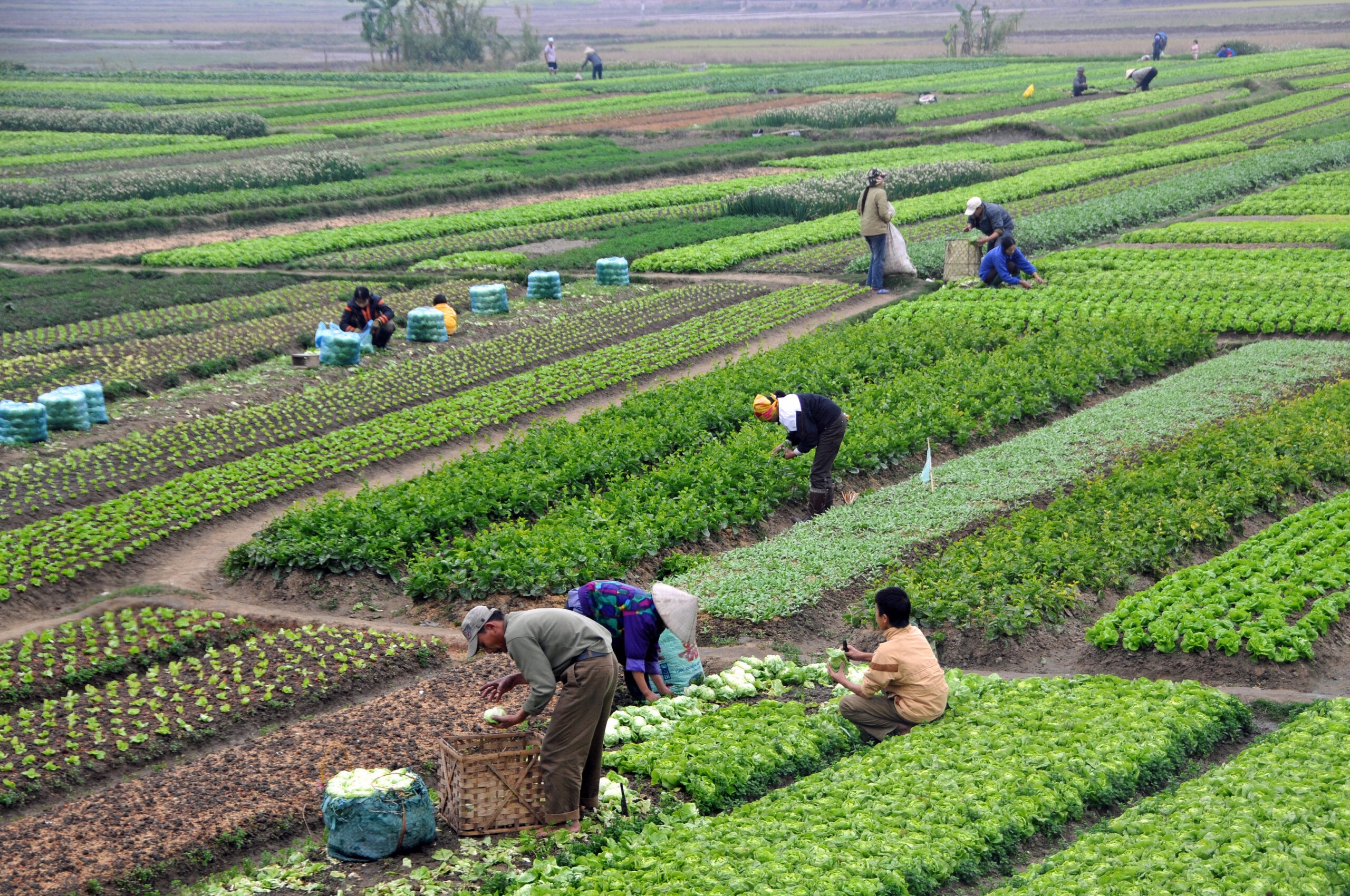 Hình ảnh: Hướng tới tăng trưởng xanh trong sản xuất nông nghiệp số 1